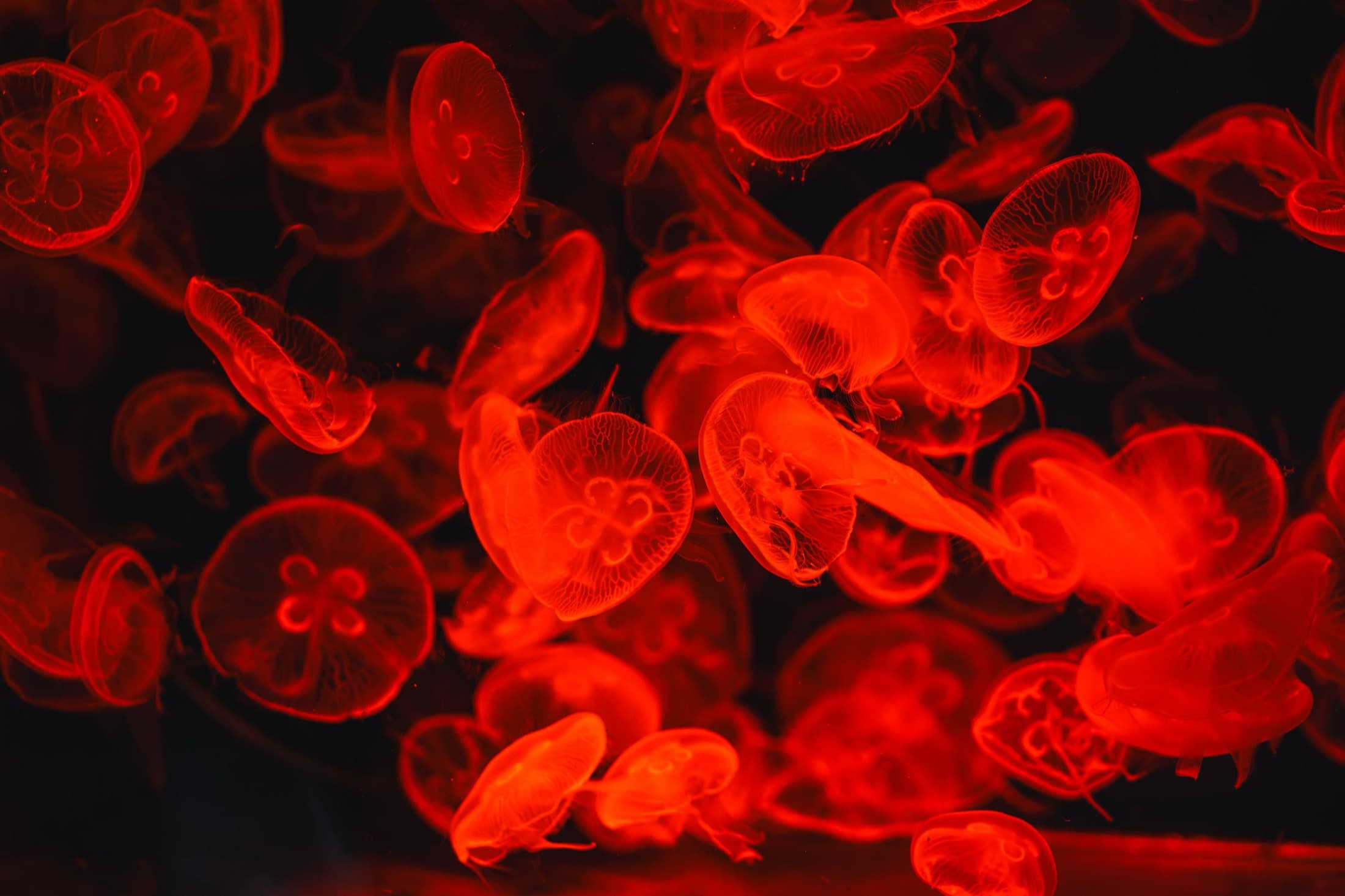 Red jellyfish illuminated against a dark backdrop at the Dubai Aquarium & Underwater Zoo