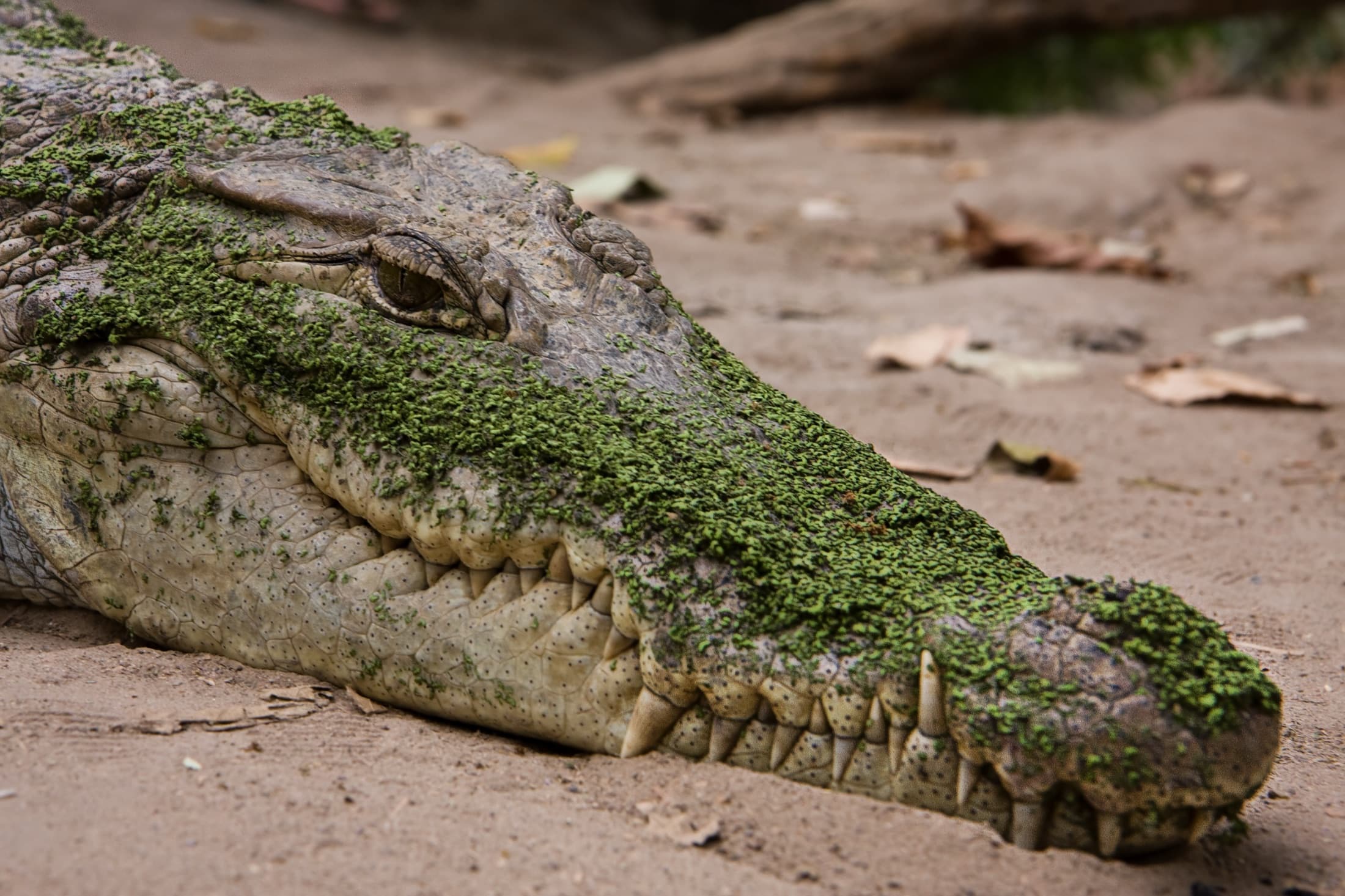 A holy crocodile at the Kachikally Crocodile Pool near Bakau, The Gambia
