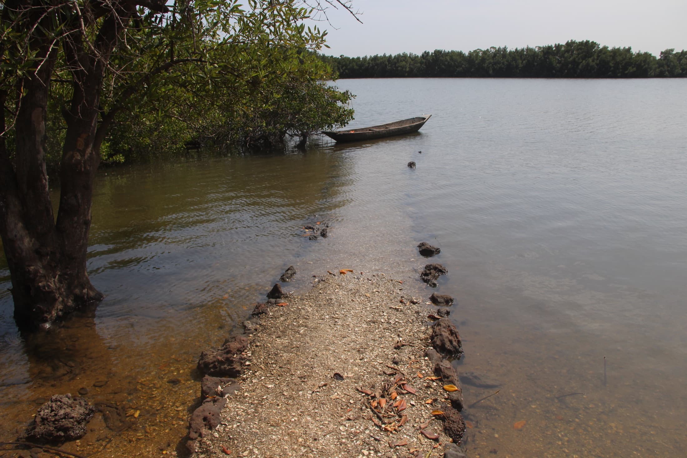 Pirogues on the wide waters of the River Gambia