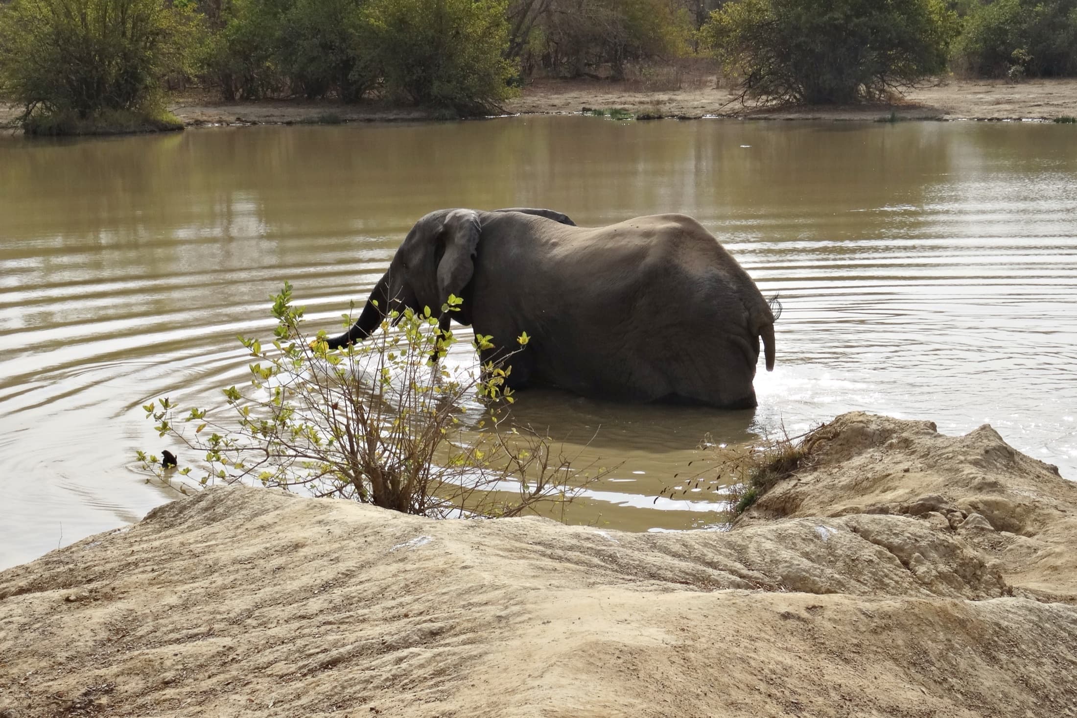 An elephant in the woodland of Mole National Park, part of Ghana's northern savannah