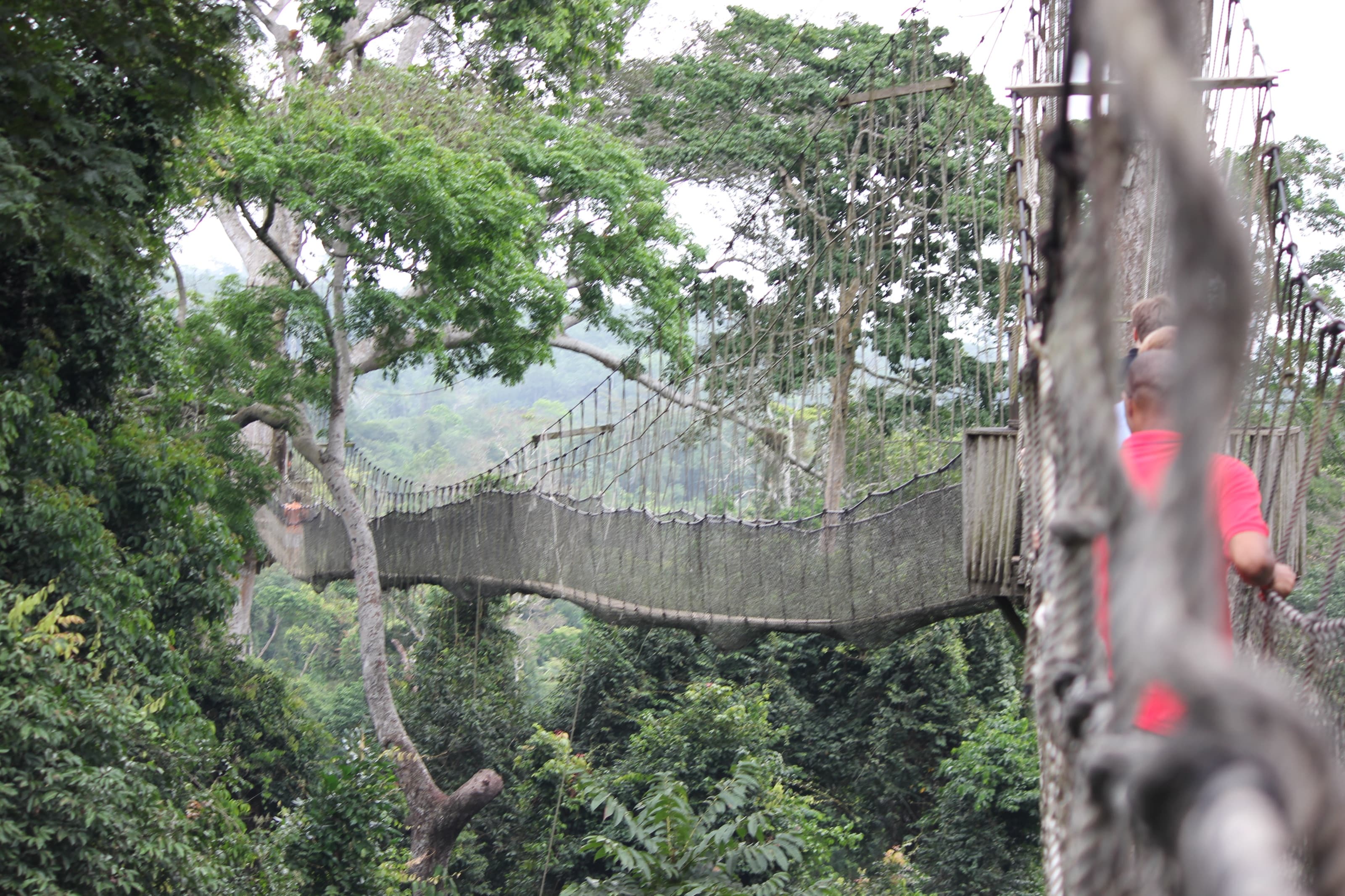 Visitors crossing the rope canopy walkway above the rainforest at Kakum National Park