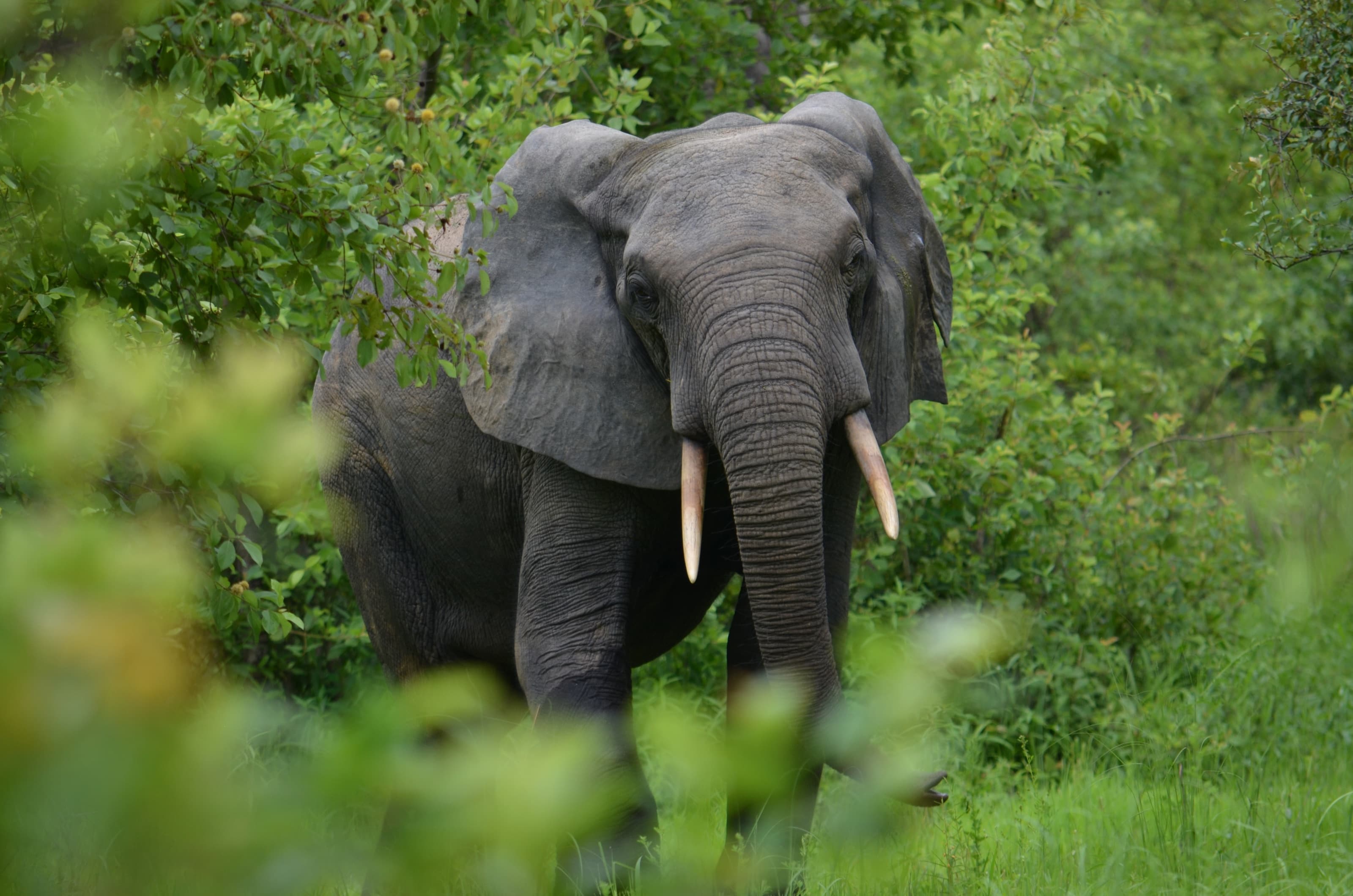 An African elephant grazing among the bush at Mole National Park in northern Ghana