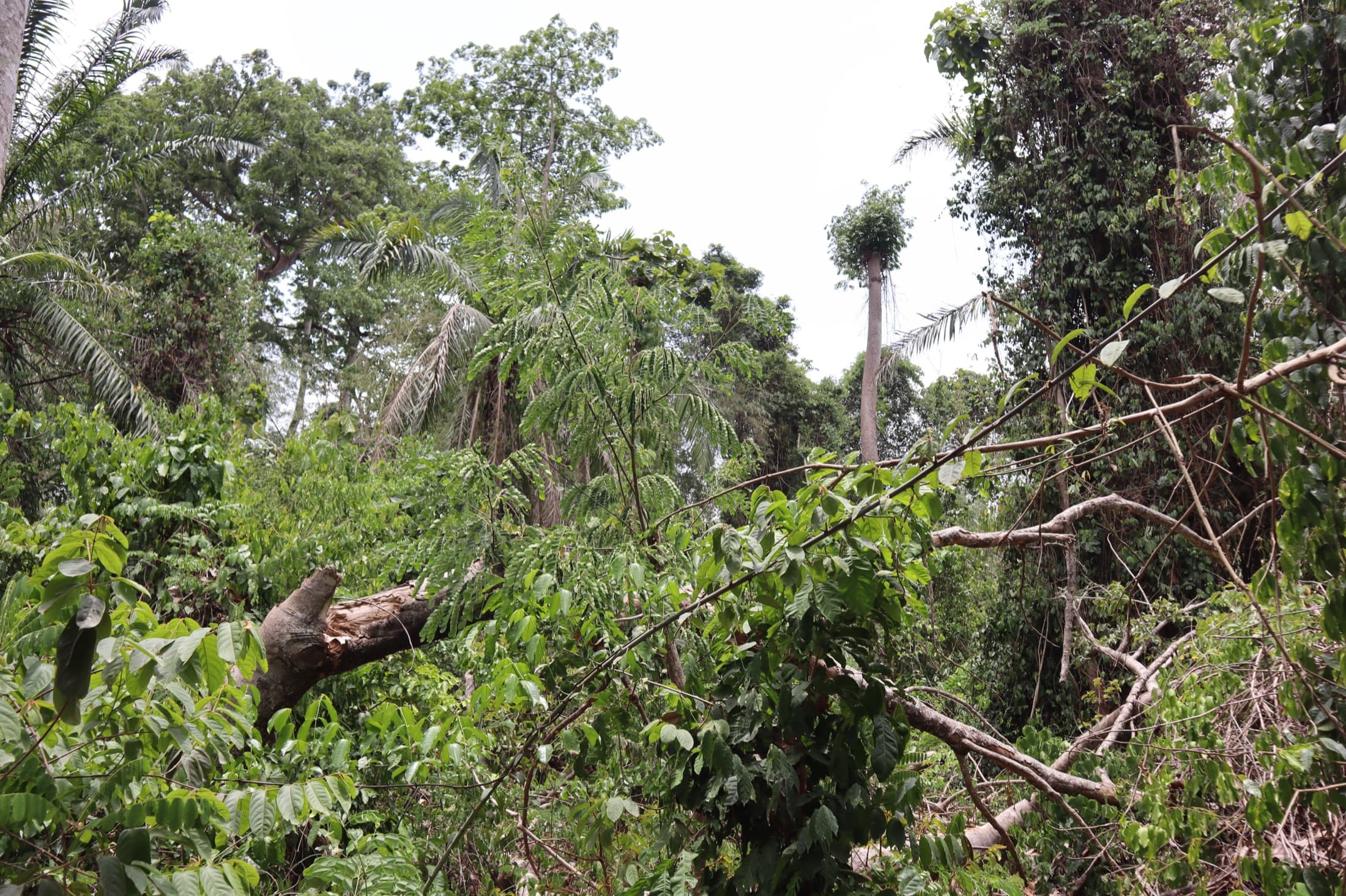 The forest grove at Tafi Atome Monkey Sanctuary, home to sacred mona monkeys in the Volta Region