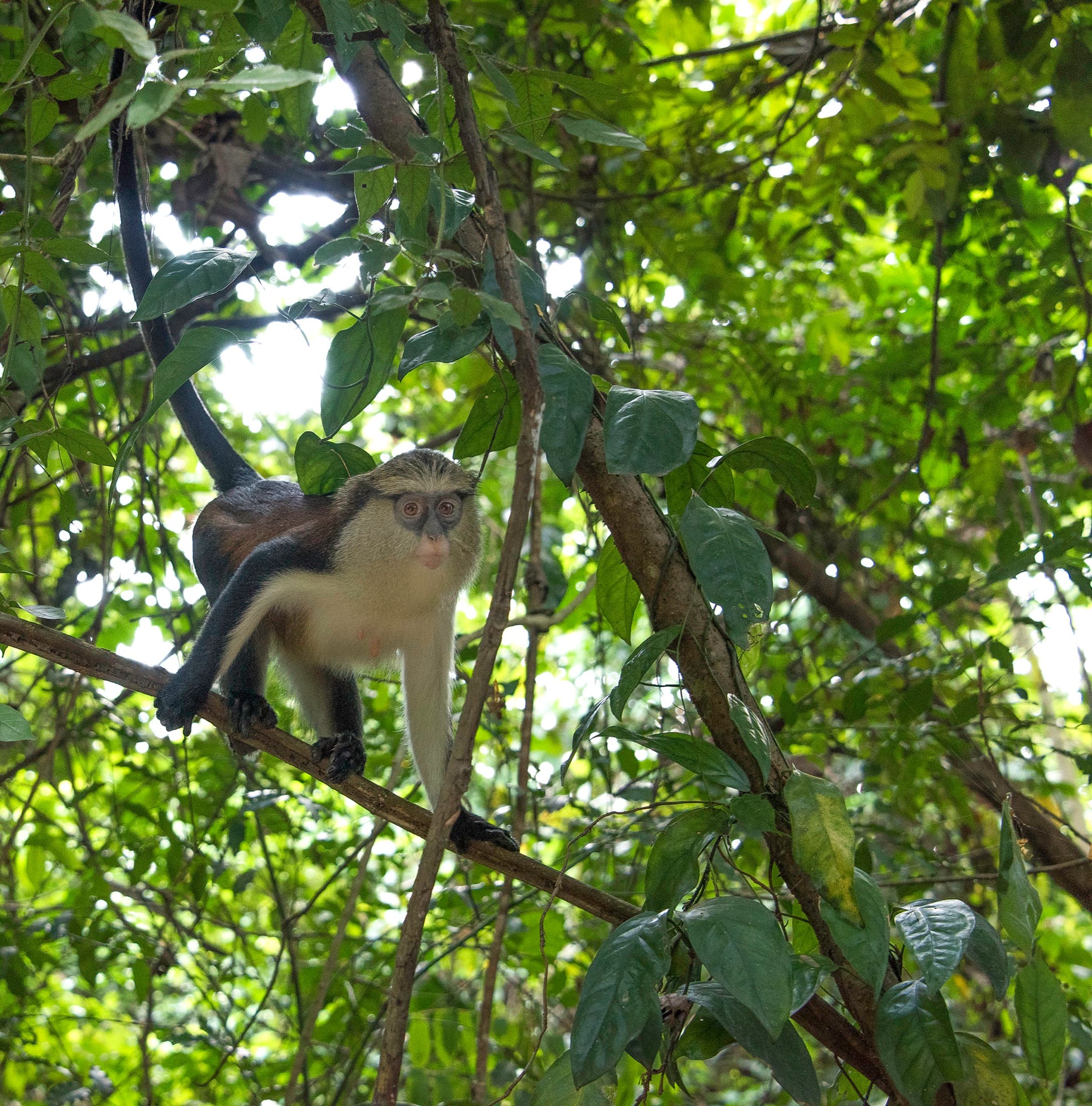 A mona monkey at the Tafi Atome Monkey Sanctuary in Ghana's Volta Region