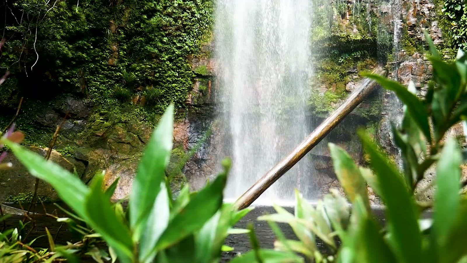 Ambient footage of a waterfall cascading through lush tropical rainforest foliage, used as a background texture for the Ghana collection pages