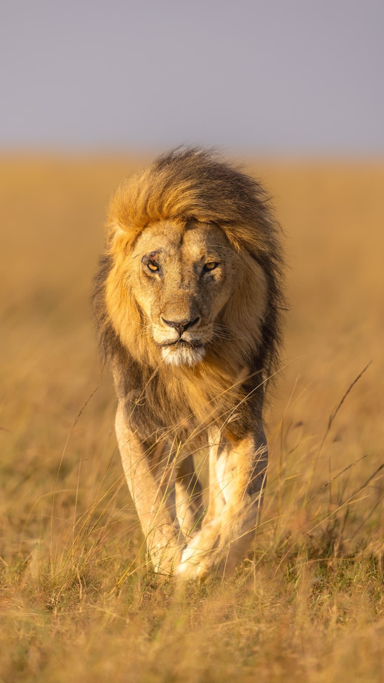 A regal lion strides through the golden grasslands of the Maasai Mara, Kenya