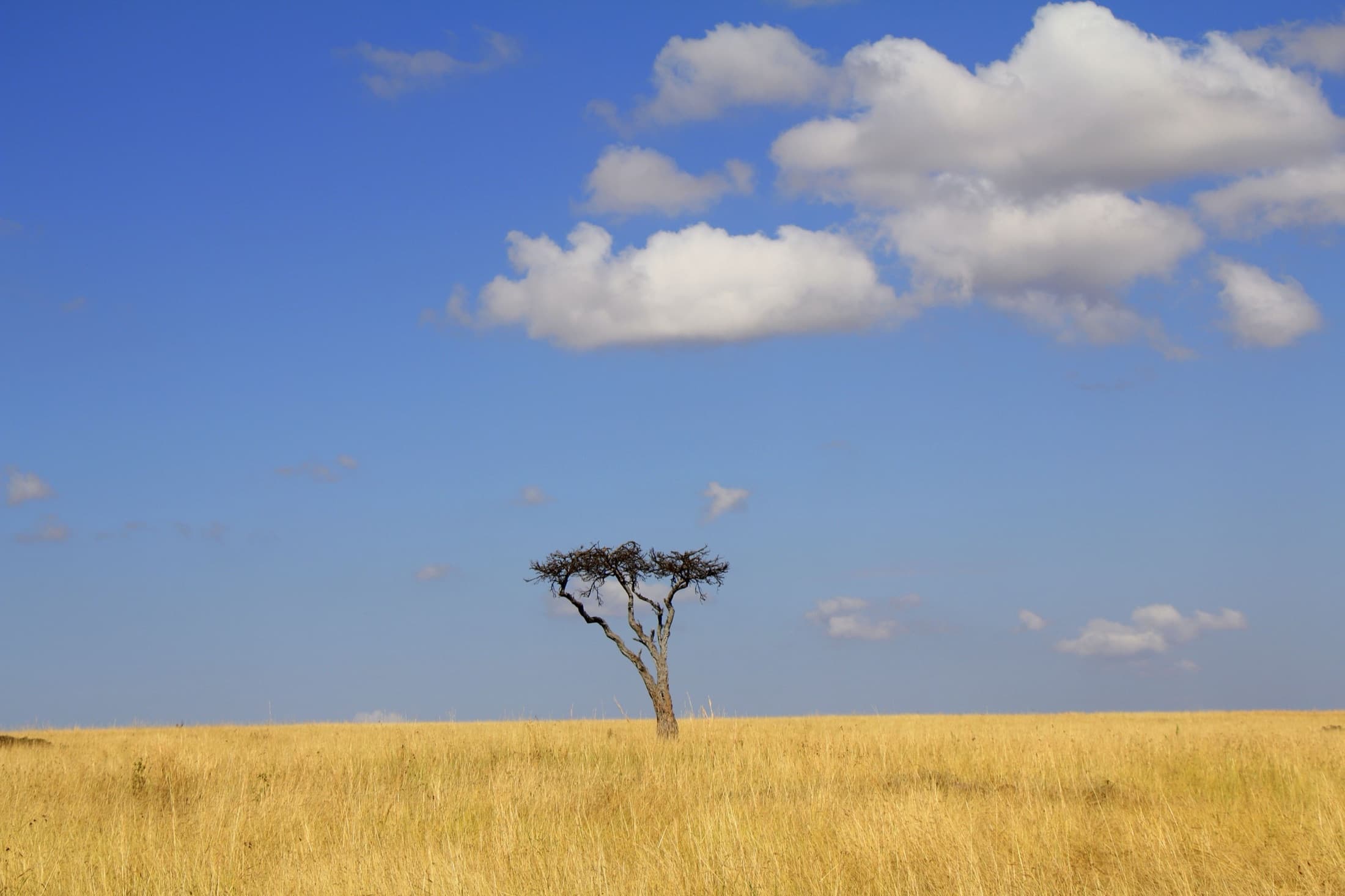 A lone acacia tree stands in the vast grasslands of Kenya's savannah under a bright blue sky