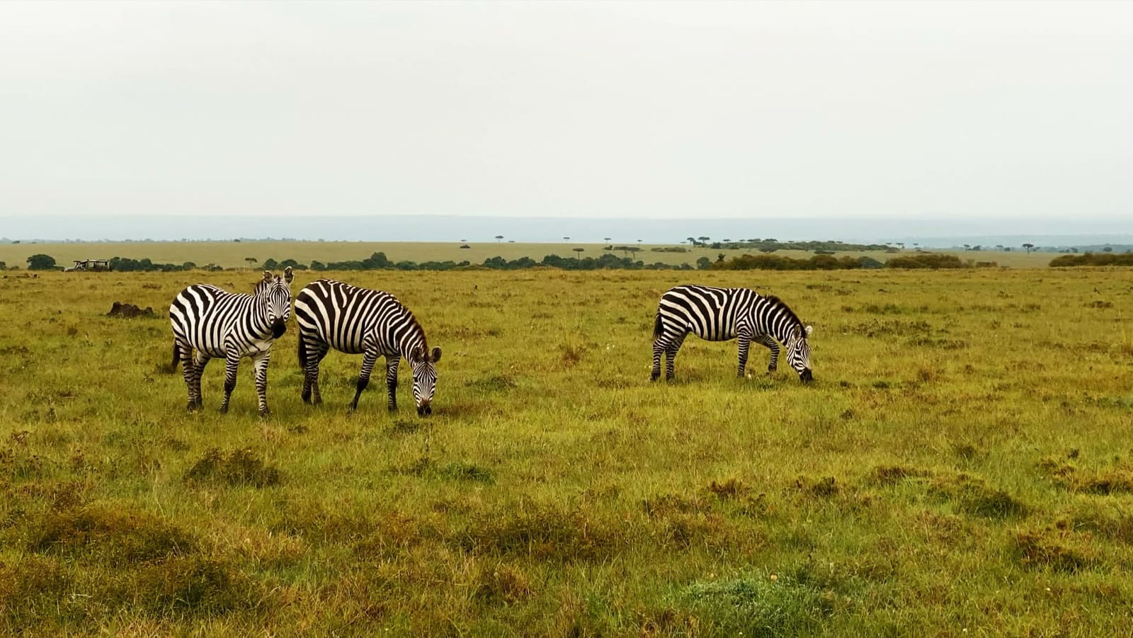 Zebras peacefully grazing in the vast grasslands of the Maasai Mara, Kenya