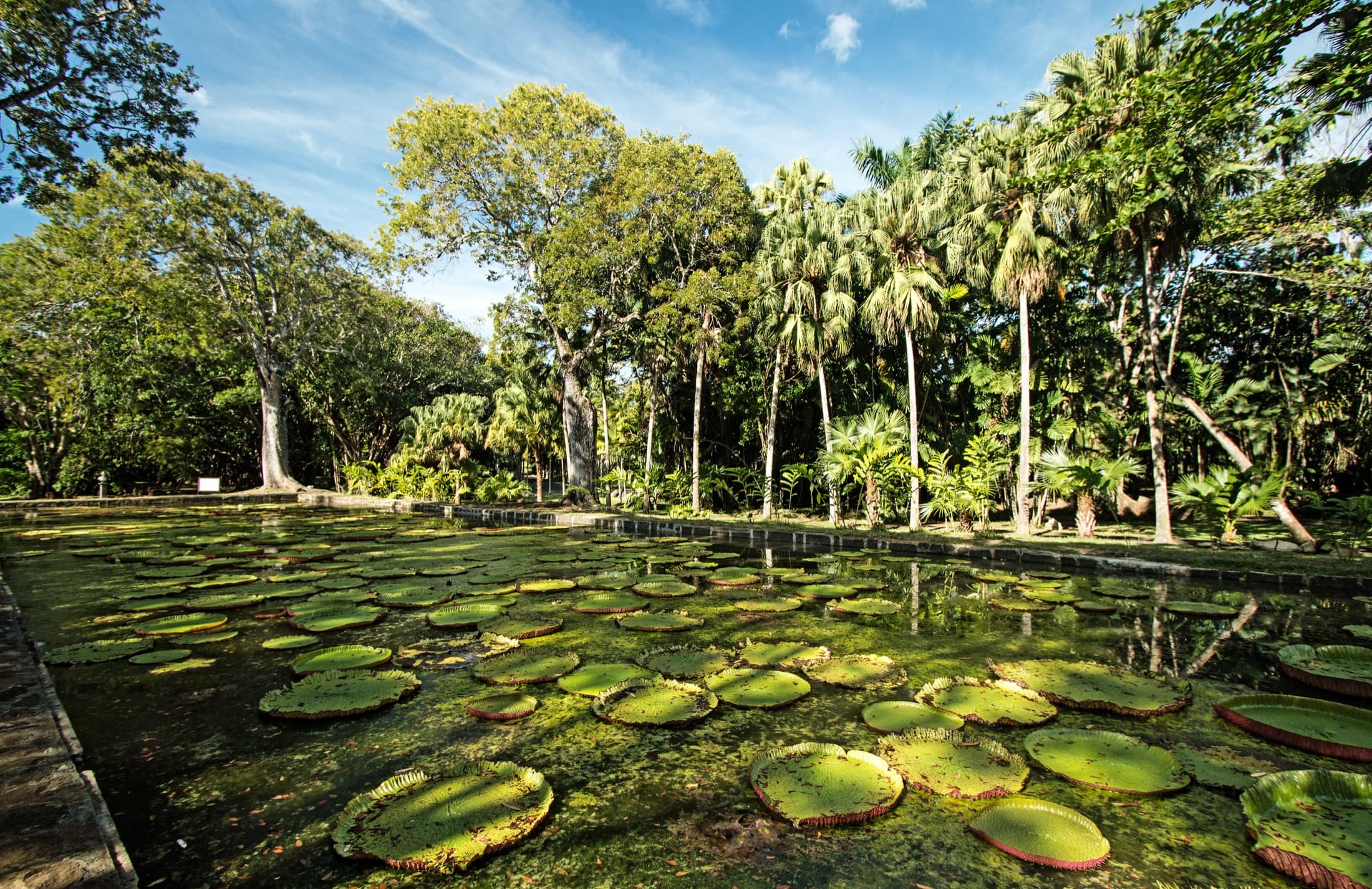 Grounds of the Sir Seewoosagur Ramgoolam Botanical Garden at Pamplemousses, Mauritius