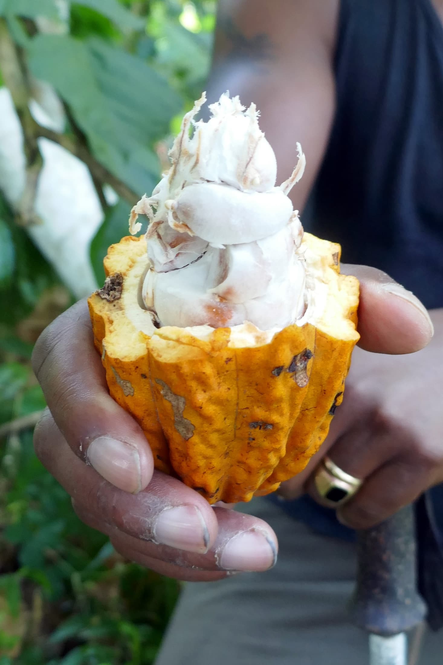 A ripe cacao pod growing in a cocoa plantation on the eastern side of São Tomé island