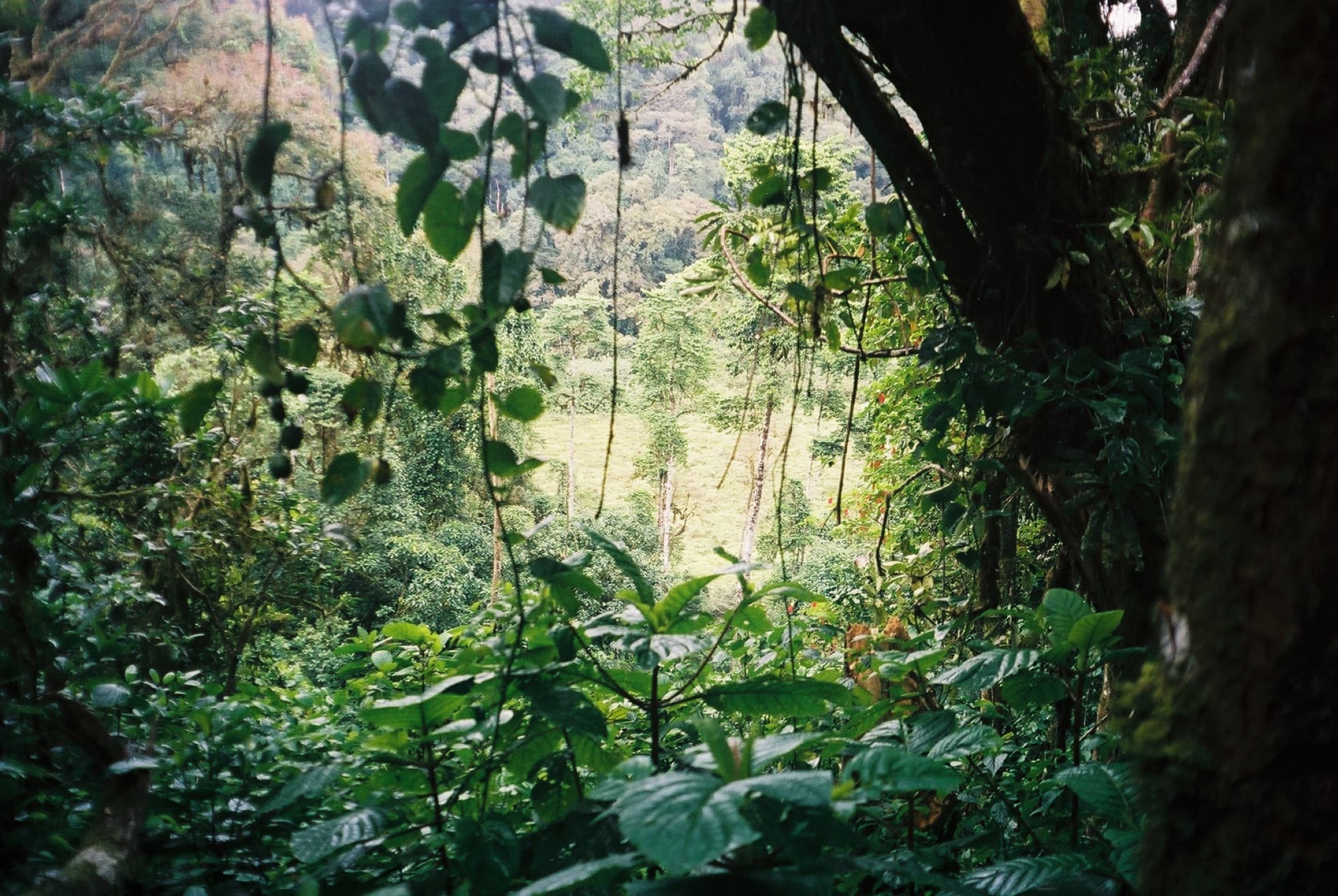 Lagoa Amélia, a crater lake inside Óbo Natural Park's rainforest on São Tomé