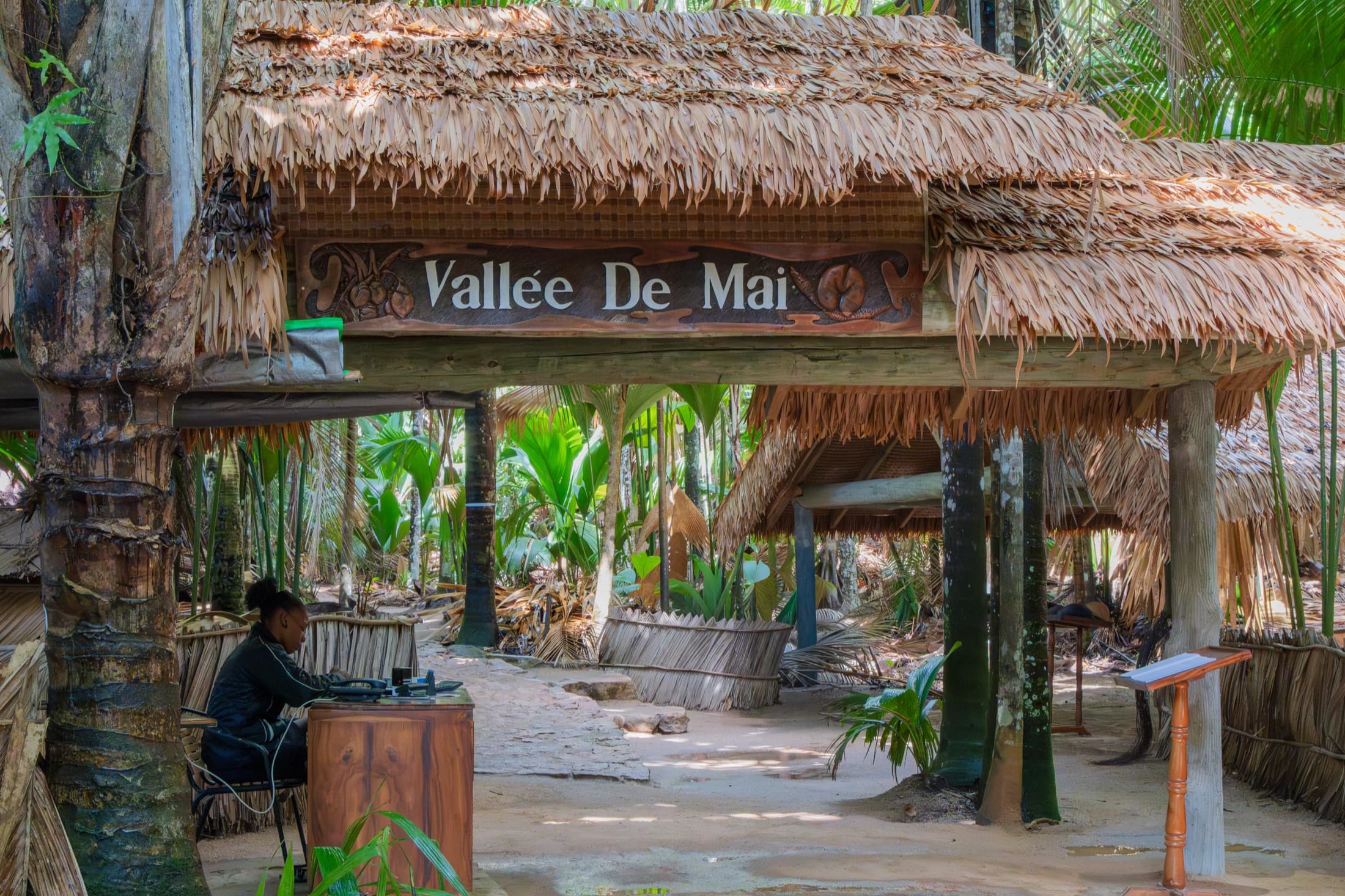 Dense palm forest inside the Vallée de Mai Nature Reserve, home of the coco de mer, Praslin, Seychelles