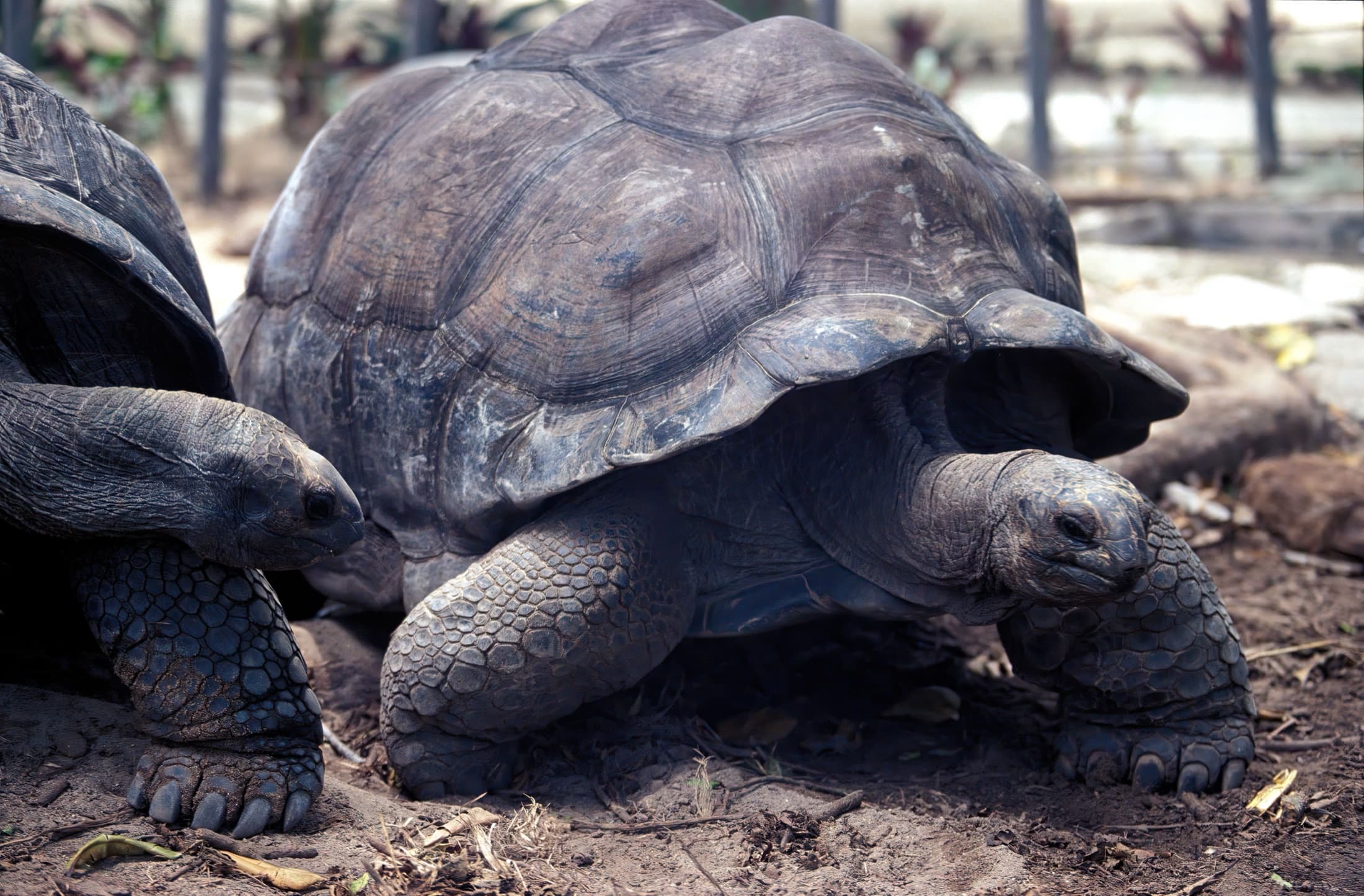 Aldabra giant tortoises in their natural outdoor habitat in the Seychelles