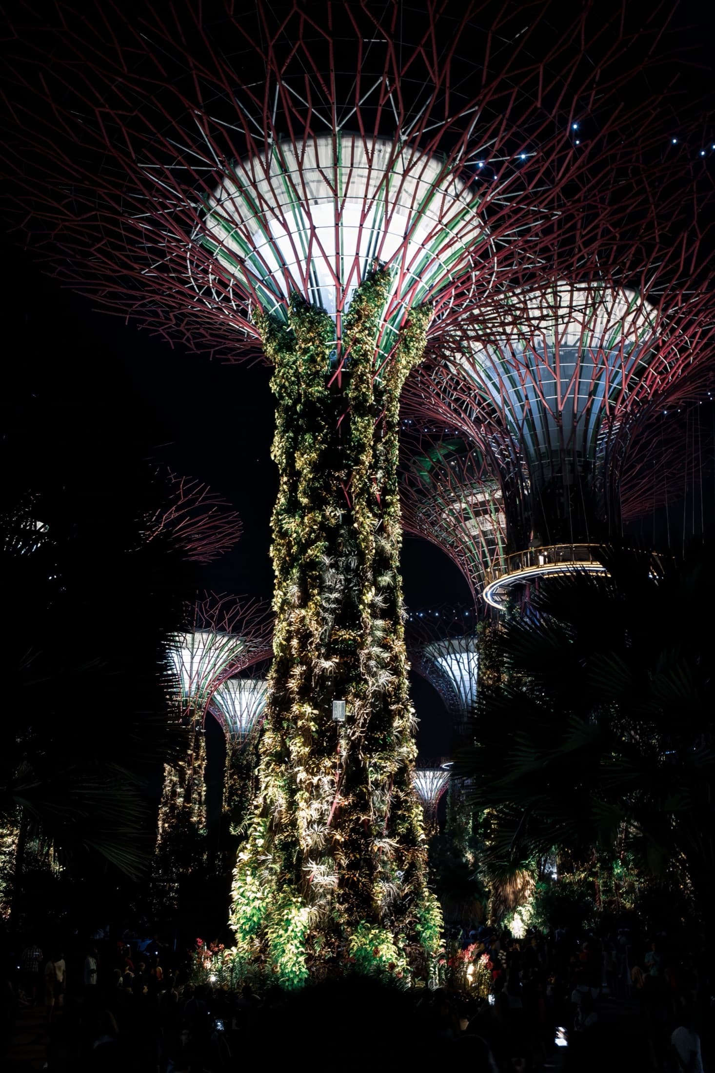 Supertree Grove illuminated at night, Gardens by the Bay, Singapore