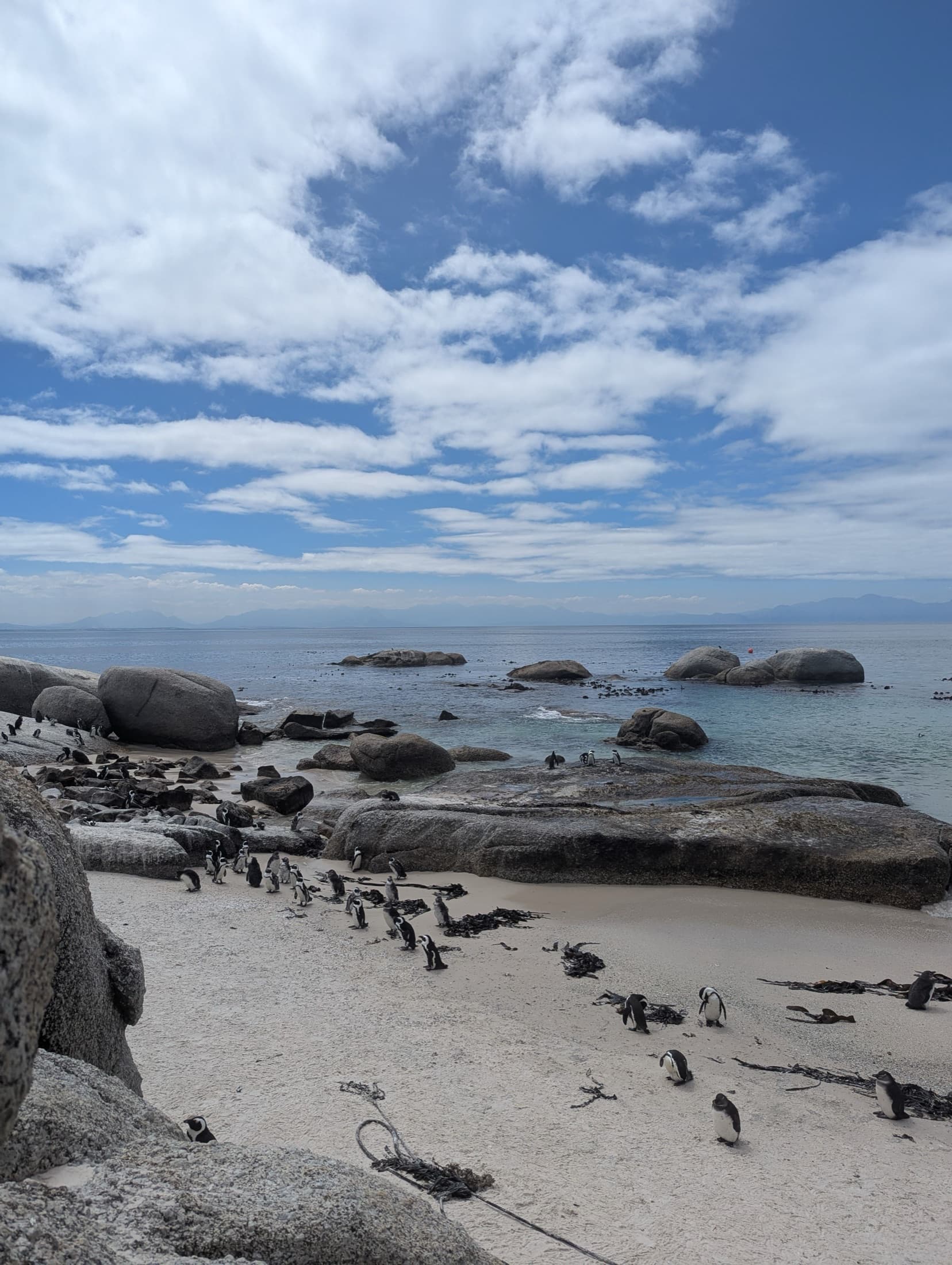 African penguins basking on the rocks and sand of Boulders Beach, Cape Town