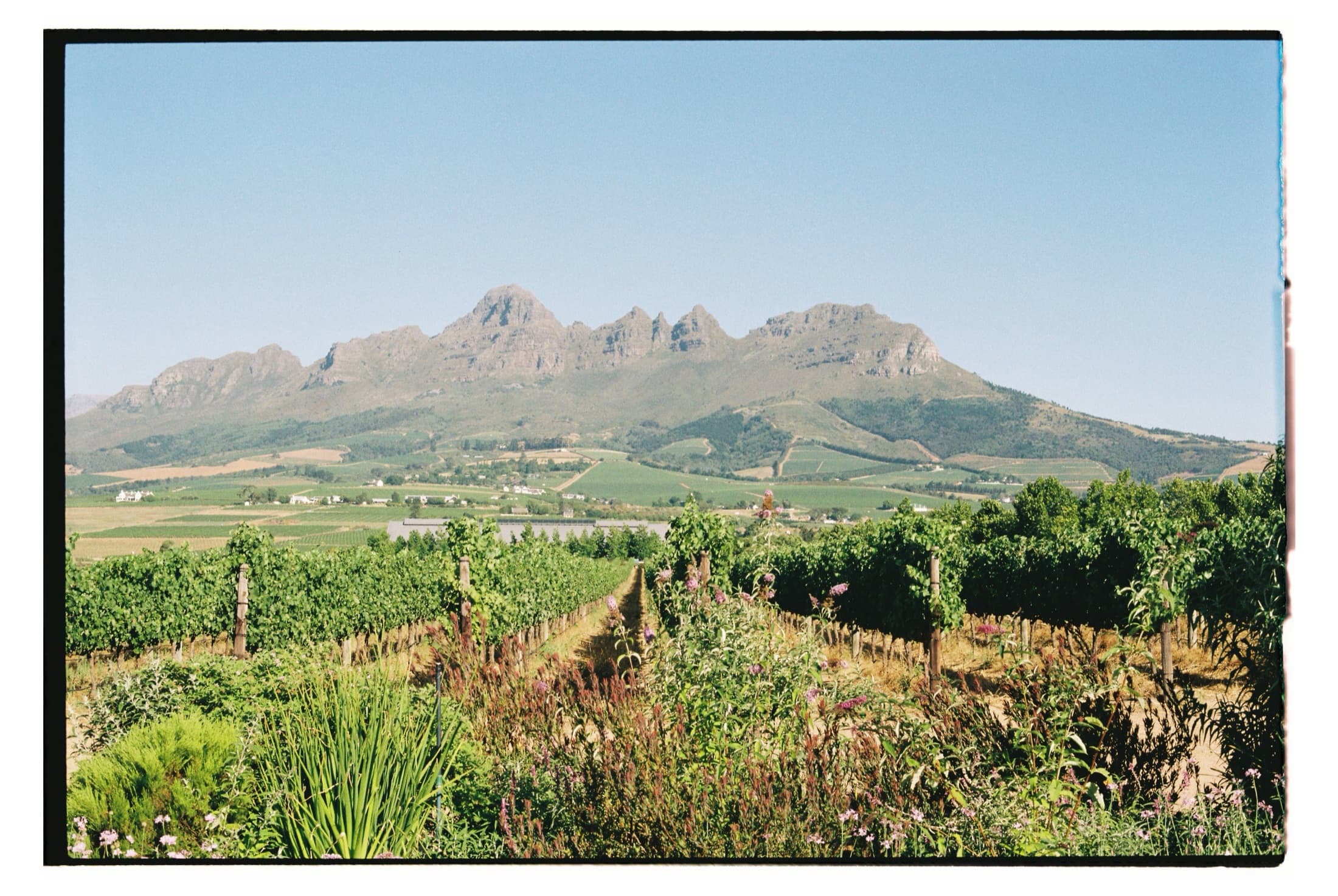 Lush Stellenbosch vineyard with a mountain backdrop under a clear blue sky