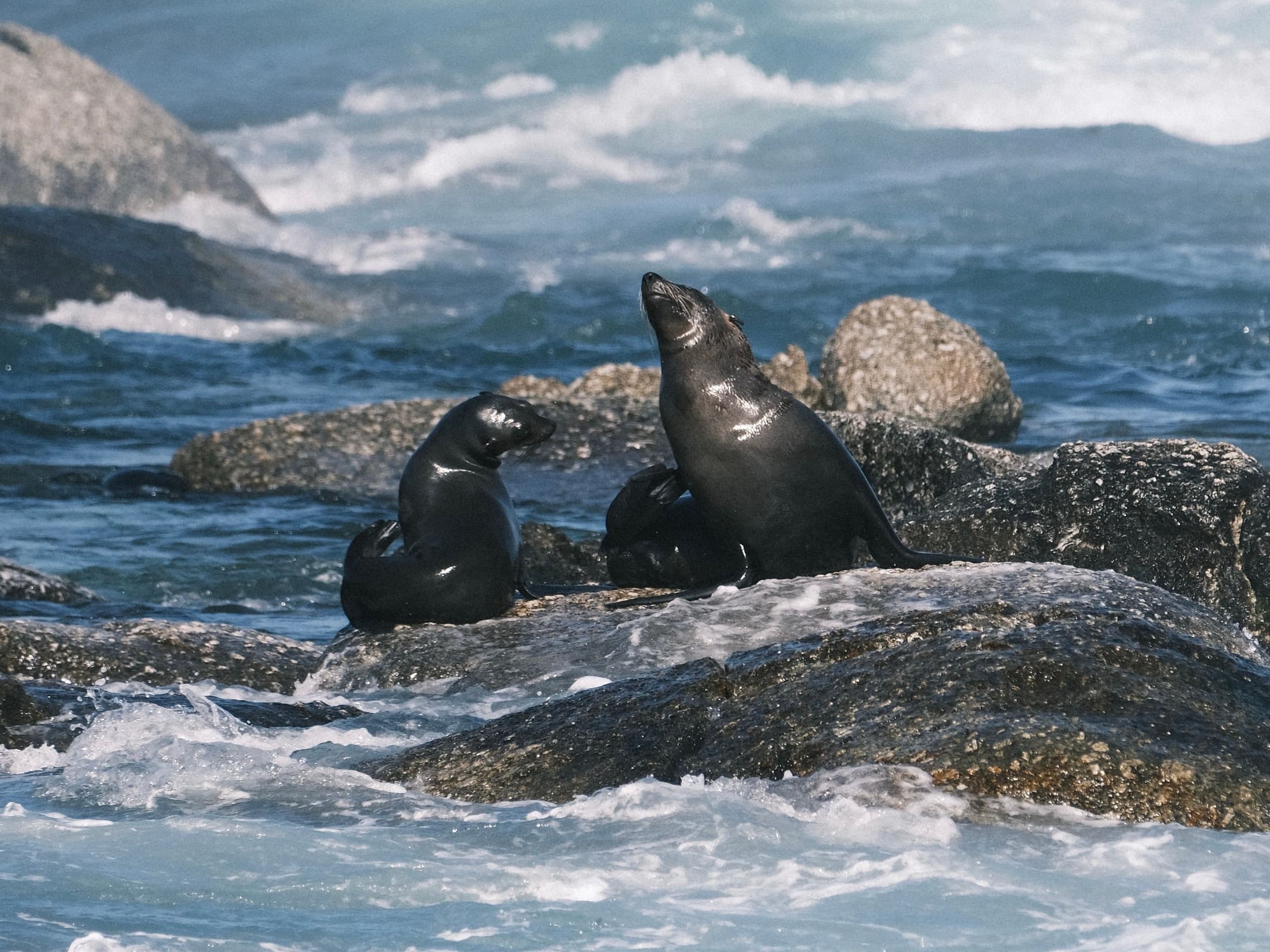 A group of Cape fur seals basking on coastal rocks near Cape Town, South Africa