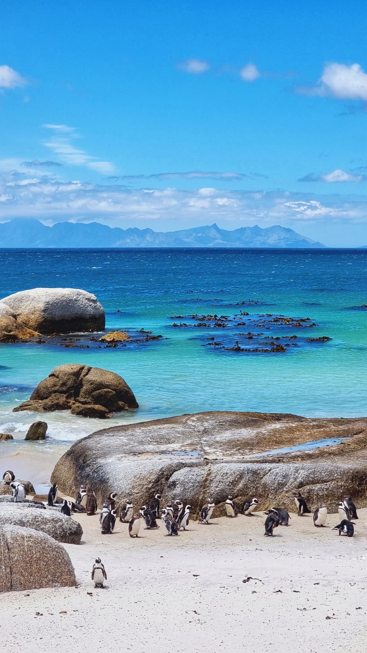 A colony of African penguins huddled on the sandy shore of Boulders Beach with turquoise water