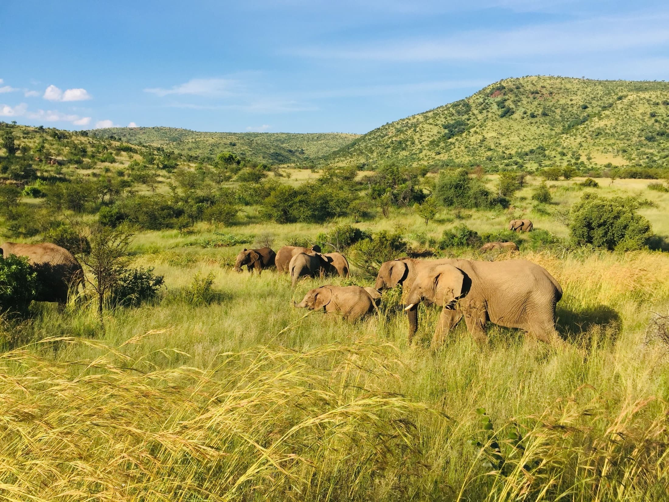 A herd of African elephants grazing on green grassland in Pilanesberg National Park, South Africa